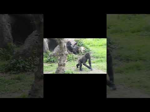 犬の動画サムネイル - run.Jump.#gorilla D'jeeco 26y4m old dad & son Jabali 4y4m old。Taipei Zoo #shorts 台北市立動物園