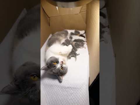 anak kucing yang lucu #videolucuviral2022 #kucing #cutecats #kitten