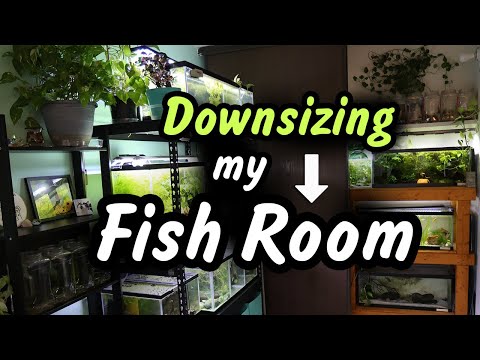 I no longer have these aquariums ... I was happy to expand my fishroom and keep adding more tanks but sadly ... I had to make the hard ch