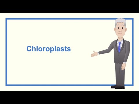 A Level Biology Revision “Chloroplasts”
