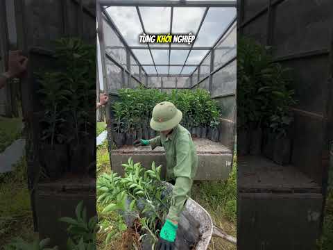 Mở rộng diện tích với hơn 500 cây cam giòn thuần chủng