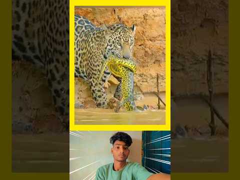 🐍🐊Master of Land & Water🐆