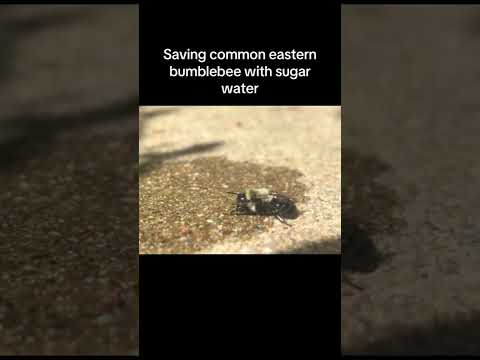 #shorts #insects #arthropoda #bug #entomology #nature #entomology #bee #savethebees