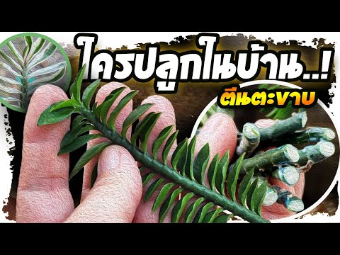 ปลูกในบ้าน..!! อาจเจอกับเรื่องเหล่านี้ ต้นบันไดเศร ษฐี (ตีนตะขา