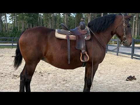 Bay draft mare riding