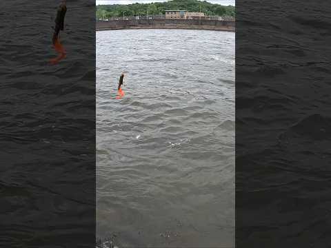 Big Fish Biting Big Lures Below A Dam #musky #pike #wiperfishing
