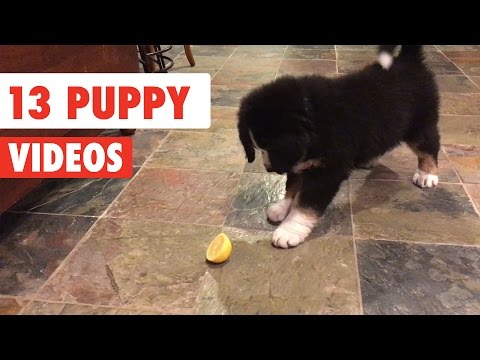 13 Funny Puppies | Dog Video Compilation 2017 - UCPIvT-zcQl2H0vabdXJGcpg
