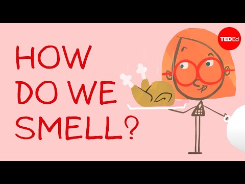 How do we smell? - Rose Eveleth - UCsooa4yRKGN_zEE8iknghZA