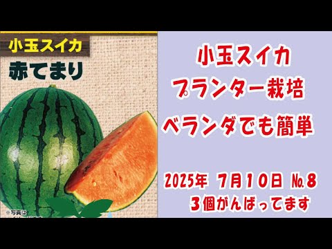 あかてまり
