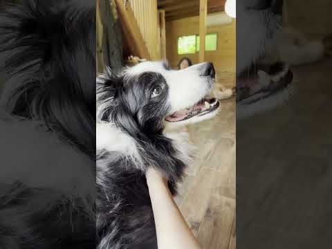 自分の名前を分かってる犬が可愛すぎるから見て！ #しろくろコリー #大型犬 #大型犬のいる生活 #可愛い #犬のいる生活 #癒し#ボーダーコリー #ボーダーコリーのまろ #犬 #