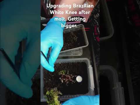 #tarantula Brazilian White Knee #upgrade #bighouse 
