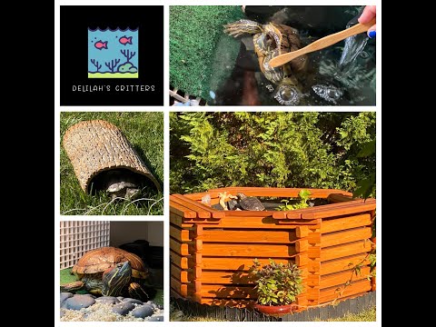 Turtle Pond Update - Gearing up for the cold! Floyd's behavior is officially changing and some updates are in order! Just a quick little video on 