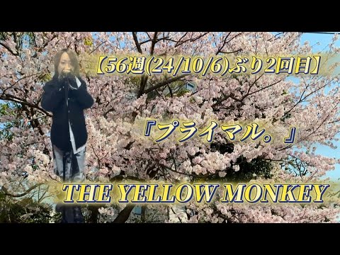 25/11/1(土)  THE YELLOW MONKEY  『プライマル。』  【56週(24/10/6)ぶり2回目】  Try🎤
