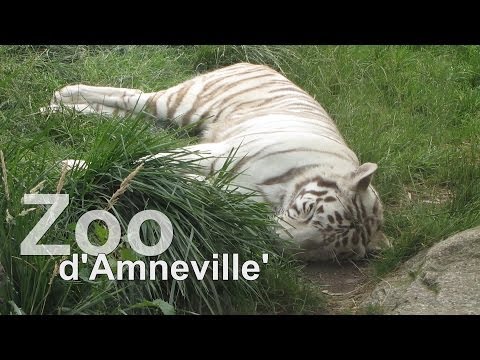 Zoo d' Amneville`in Frankreich mit weiße Tiger, Papageien,  Orang Utas, Eisbär -TOP! - UCNWVhopT5VjgRdDspxW2IYQ