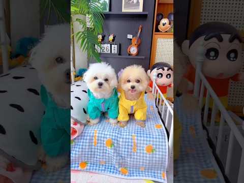 Cute dog. #shortsshorts #viralshort #viralvideo #funydog1010 #poodle #cutepuppy #usadogs #funny #dog