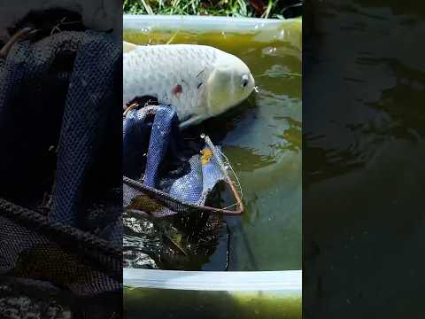 掃除したら鯉と金魚がでかくなりすぎていた / Pond cleaning #aquarium #金魚 #鯉 #youtubeshorts