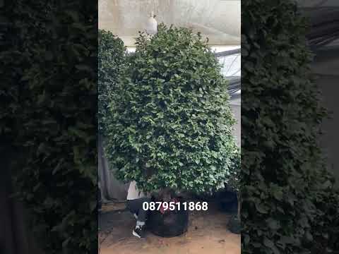 Hoa trà my cổ thụ bác nào sưu tầm cây LH em @879511868 #hoatramy #quynhhuonggarden #caycanh #hoa