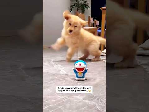 😅😅😂😂🤣🤣/#funnydog #entertaininganimals #cuteanimal