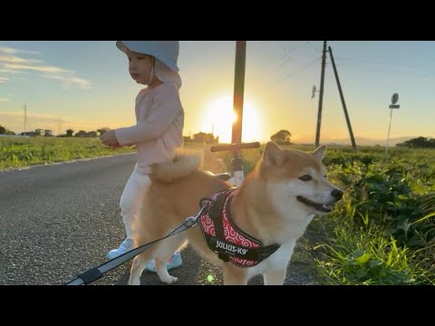 【夕日】豆柴と娘とお散歩したらエモすぎた