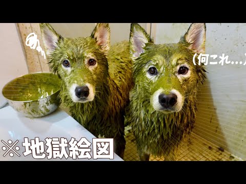 【衝撃】大型犬兄弟を同時にシャンプーしたら風呂場が大惨事ww 【泥んこハスキー】