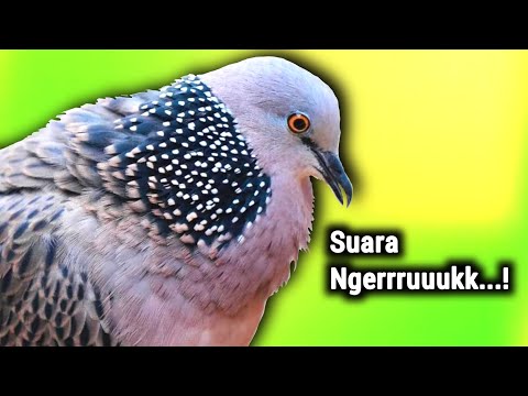 Pikat Tekukur Gacor Memanggil Teman Suara Keras Dan Jernih 💯% Langsung Nyaut...!