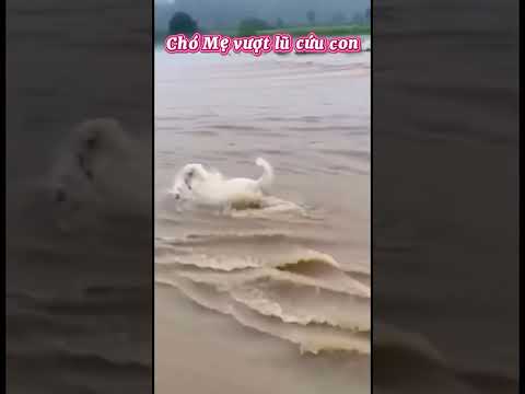 Chó mẹ vượt lũ cứu con