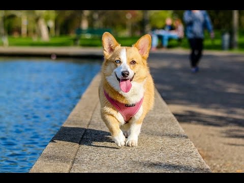 Top 10 Cool Tricks To Teach Your Dog - UC3rLoj87ctEHCcS7BuvIzkQ