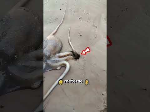 El pulpo que olvidó su hogar 🐙