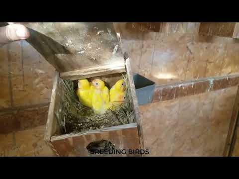 Lovebirds breeding farm