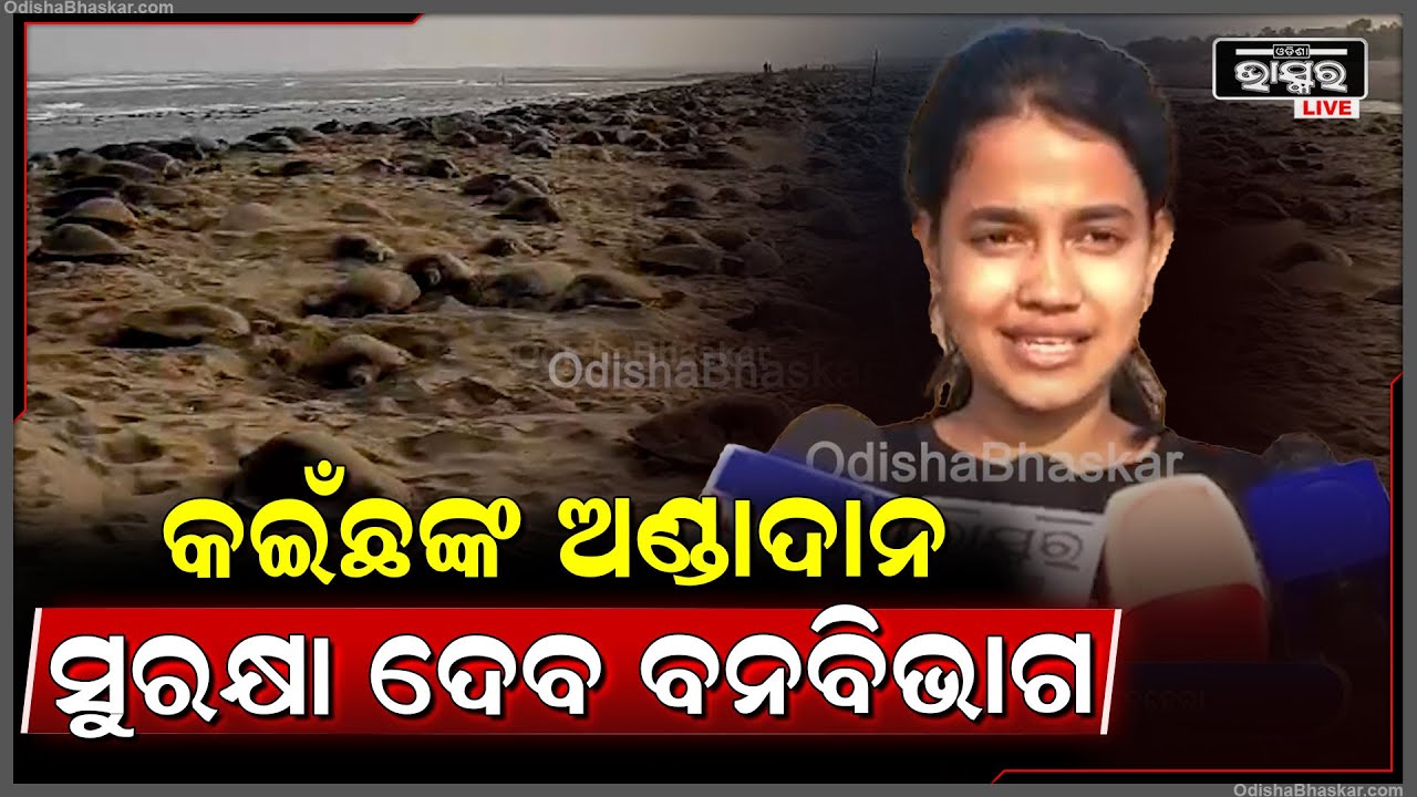 ଗଞ୍ଜାମ ଜିଲ୍ଲା ଋଷିକୁଲ୍ୟା ମୁହାଣରେ ଆରମ୍ଭ ହେଲା ବିରଳ ଅଲିଭ ରିଡଲେ କଇଁଛଙ୍କ ଗଣ ଅଣ୍ଡାଦାନ
