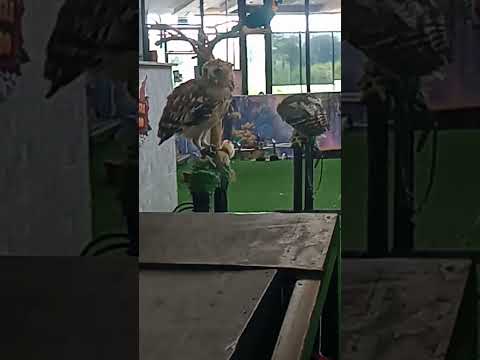 Nasib Anak Ayam Jadi Santapan Hidup2 Burung Hantu🦉#burunghantu #anakayamlucu #sedih #marah #kesal