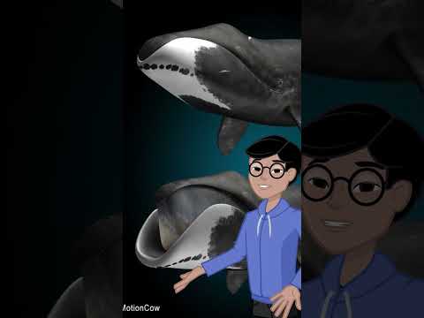 Bowhead Whales Hold the Secret to Long Life! 🐋🧬