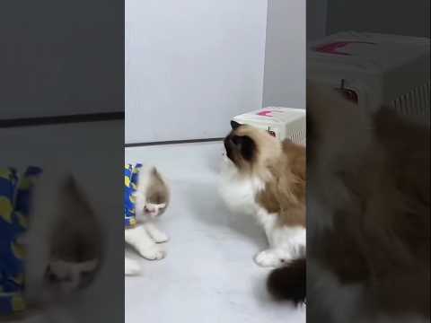 cats #cat #funny #pets #cute #home