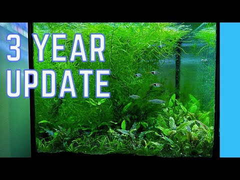 FINAL Look at my Planted Under Gravel Filter Tank Hopefully this video inspires you not to give up on your tank when you first start and to stick with