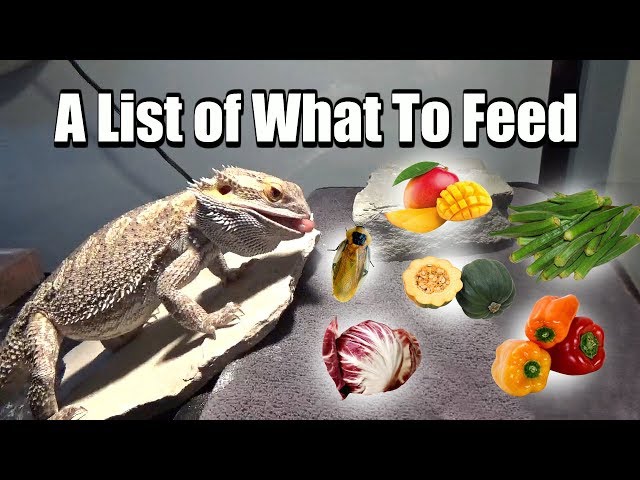 What Should a Bearded Dragon Eat?
