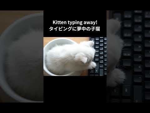 Kitten typing away! 🐱⌨️タイピングに夢中の子猫 #Shorts #猫 #かわいい #タイピング