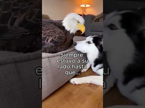 La Decisión Más Dificil❤️ #animales #animal #naturaleza #bonito