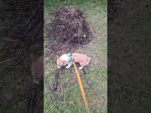 gimli and I are soaked