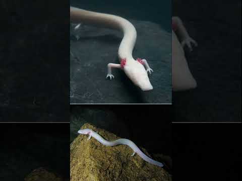 Olm – The Strange Animal That Almost Never Eats or Moves #shorts