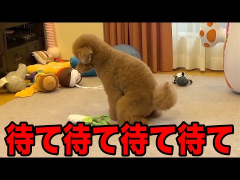 【奇跡の瞬間】4年間、家でトイレをしなかった犬が遂に!?
