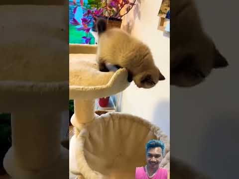 #cat #funny #cute #kitten #kitty #pets #catlover #有趣的时刻 #爱猫的人们 #niedliches #reaction #shorts #socute