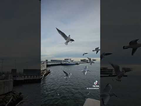 #seabirds #Baku #sea #feeding #birds