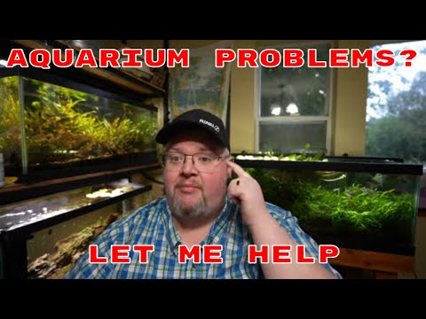 Let Me Help With Your Aquarium Problems Having problems in your fish tank? Plants dying? Algae? Other problems? I'm here to help.

If you ne