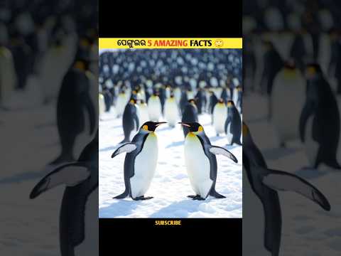 ପେଙ୍ଗୁଇନ ଅଜବ FACTS 🙄 | Penguin Facts in Odia