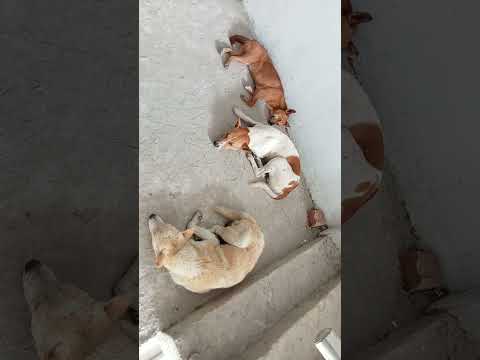 Love a dog and it will be always faithful to you.