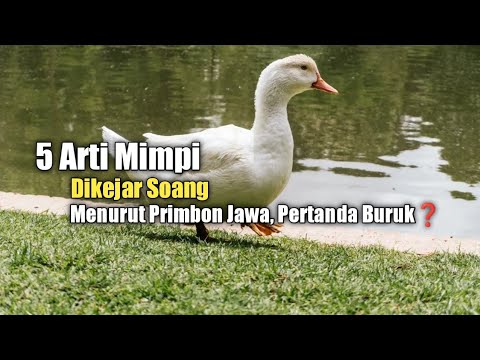 5 Arti Mimpi Dikejar Soang menurut Primbon Jawa, Pertanda Buruk?