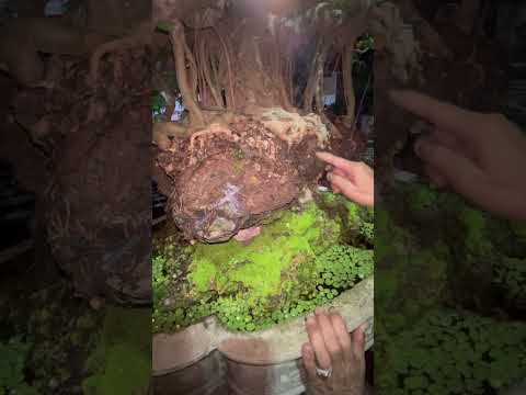 Đá làm sẵn cho cây ngồi #tuanbonsai