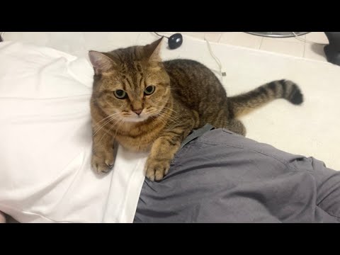オス猫ですがパパに異様な懐きをみせる猫をご覧ください。