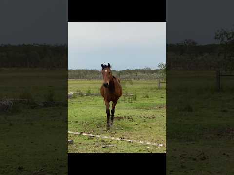 buddy boyyy || #gb #equestrian