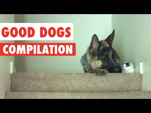 Good Dogs Video Compilation 2016 - UCPIvT-zcQl2H0vabdXJGcpg